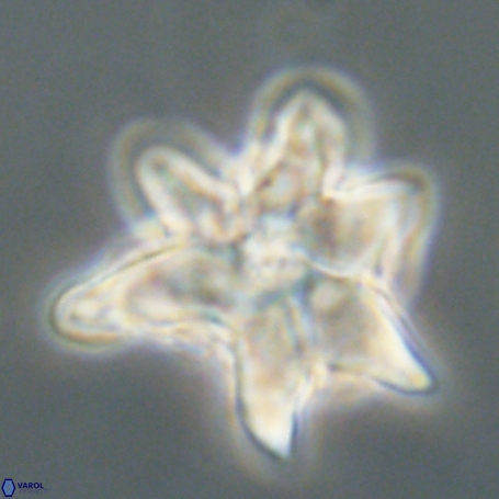 Discoaster aegyptiacus 67911