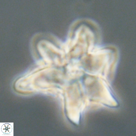 Discoaster aegyptiacus 67911