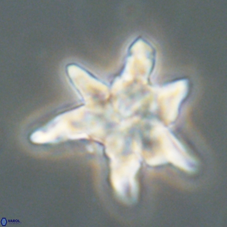 Discoaster aegyptiacus 67912