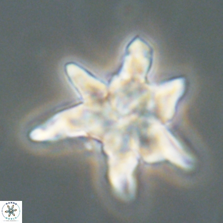 Discoaster aegyptiacus 67912