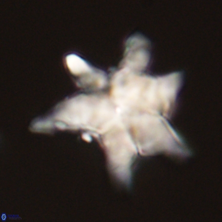 Discoaster aegyptiacus 67913