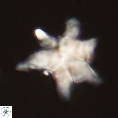 Discoaster aegyptiacus 67913