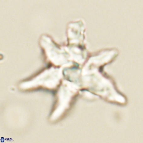 Discoaster aegyptiacus 67925
