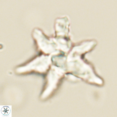 Discoaster aegyptiacus 67925