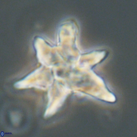 Discoaster aegyptiacus 67926