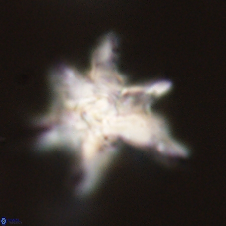 Discoaster aegyptiacus 67927