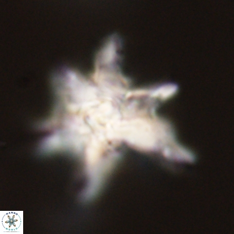 Discoaster aegyptiacus 67927