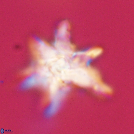 Discoaster aegyptiacus 67928