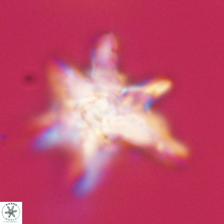 Discoaster aegyptiacus 67928