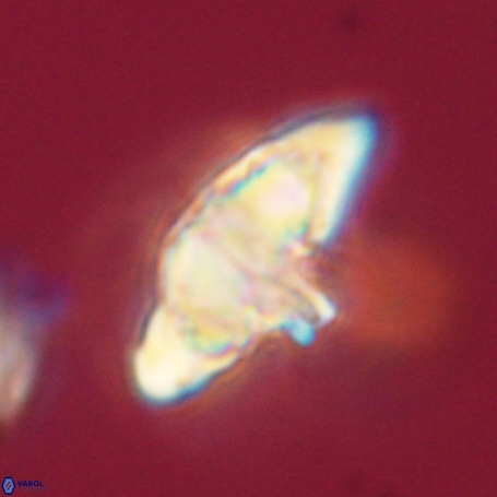 Discoaster aegyptiacus 67920