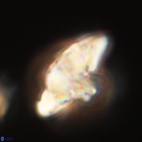 Discoaster aegyptiacus 67921