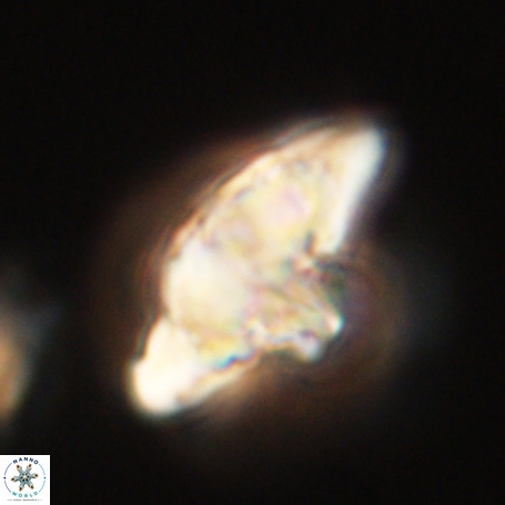 Discoaster aegyptiacus 67921