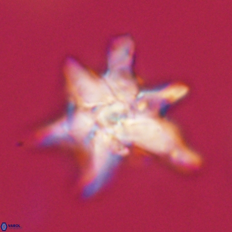 Discoaster aegyptiacus 67922