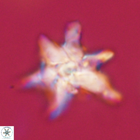 Discoaster aegyptiacus 67922