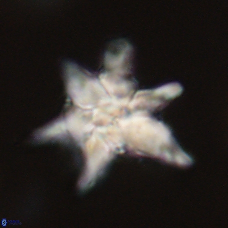 Discoaster aegyptiacus 67923