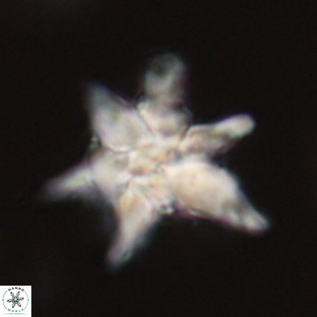 Discoaster aegyptiacus 67923