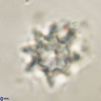 Discoaster akinolgunii 57378