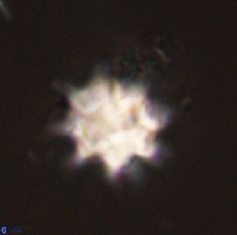 Discoaster akinolgunii 57386