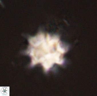 Discoaster akinolgunii 57409