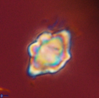Discoaster akinolgunii 57389