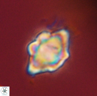 Discoaster akinolgunii 57409