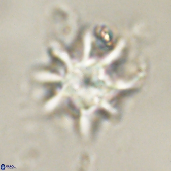 Discoaster akinolgunii 57380