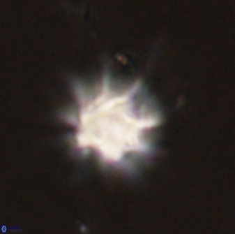 Discoaster akinolgunii 57383