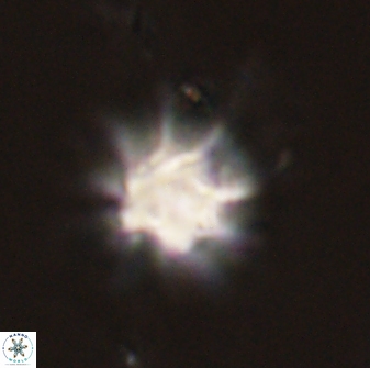Discoaster akinolgunii 57383
