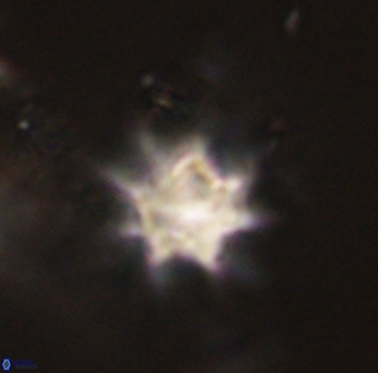 Discoaster akinolgunii 57397