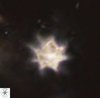 Discoaster akinolgunii 57397