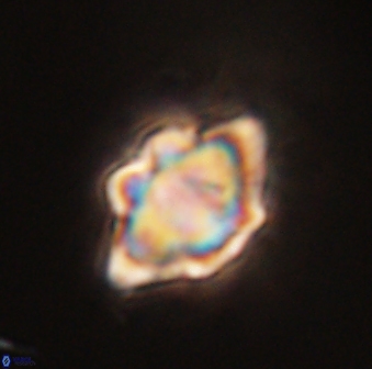 Discoaster akinolgunii 57390