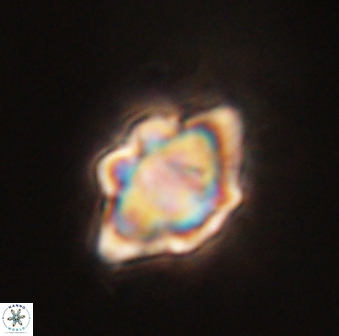 Discoaster akinolgunii 57409