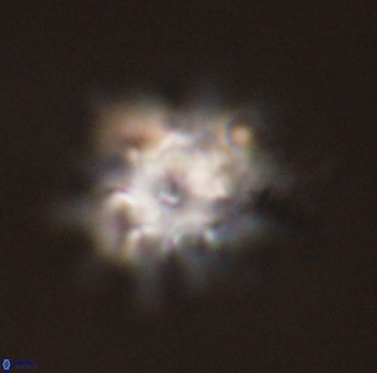 Discoaster akinolgunii 57391