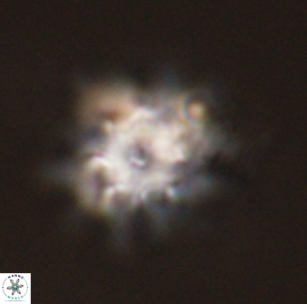 Discoaster akinolgunii 57391