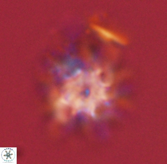Discoaster akinolgunii 57404