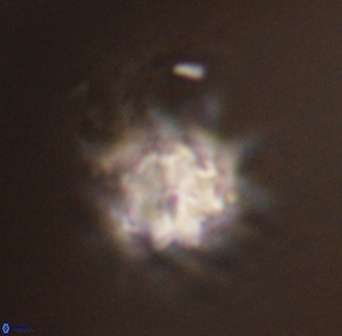 Discoaster akinolgunii 57406