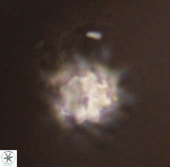 Discoaster akinolgunii 57406