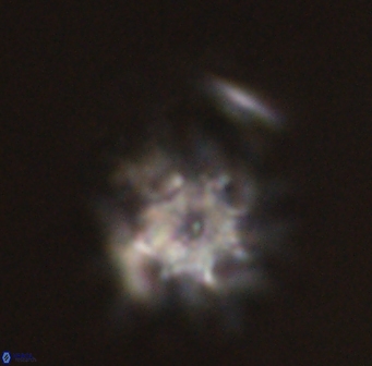 Discoaster akinolgunii 57402