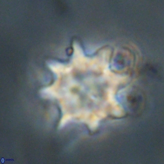 Discoaster akinolgunii 57420