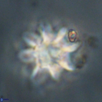 Discoaster akinolgunii 57421