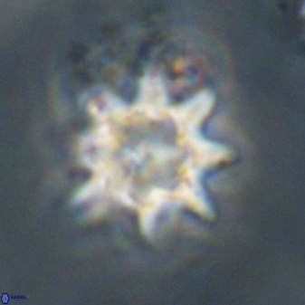 Discoaster akinolgunii 57422