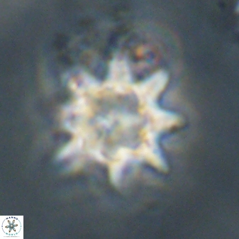 Discoaster akinolgunii 57422