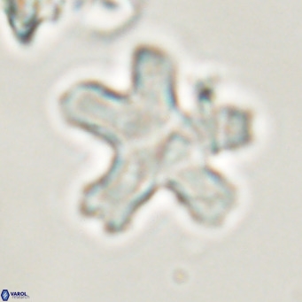 Discoaster anisogonius VR 32165