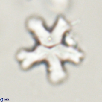 Discoaster anisogonius VR 32166