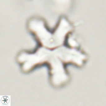 Discoaster anisogonius VR 32166