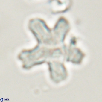 Discoaster anisogonius VR 32167