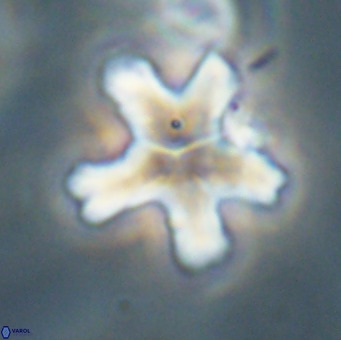 Discoaster anisogonius VR 32168