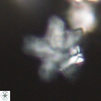 Discoaster anisogonius VR 32174