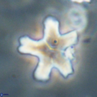 Discoaster anisogonius VR 32170