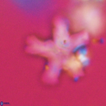 Discoaster anisogonius VR 32172